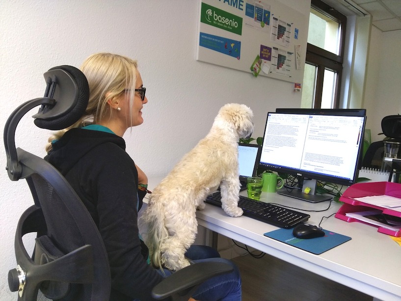 Bella hilft, wo immer sie kann. Bella, Havaneser, Mischling, Hund, Bolonka Zwetna, Patricia Klamt
